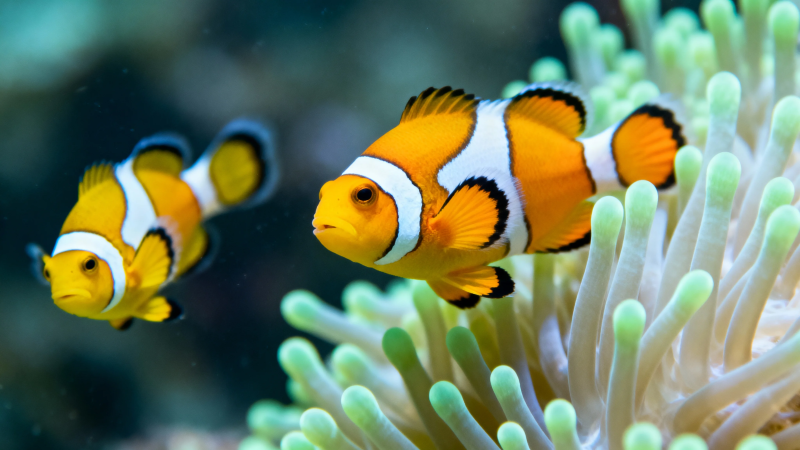 小丑鱼与海葵共舞图片