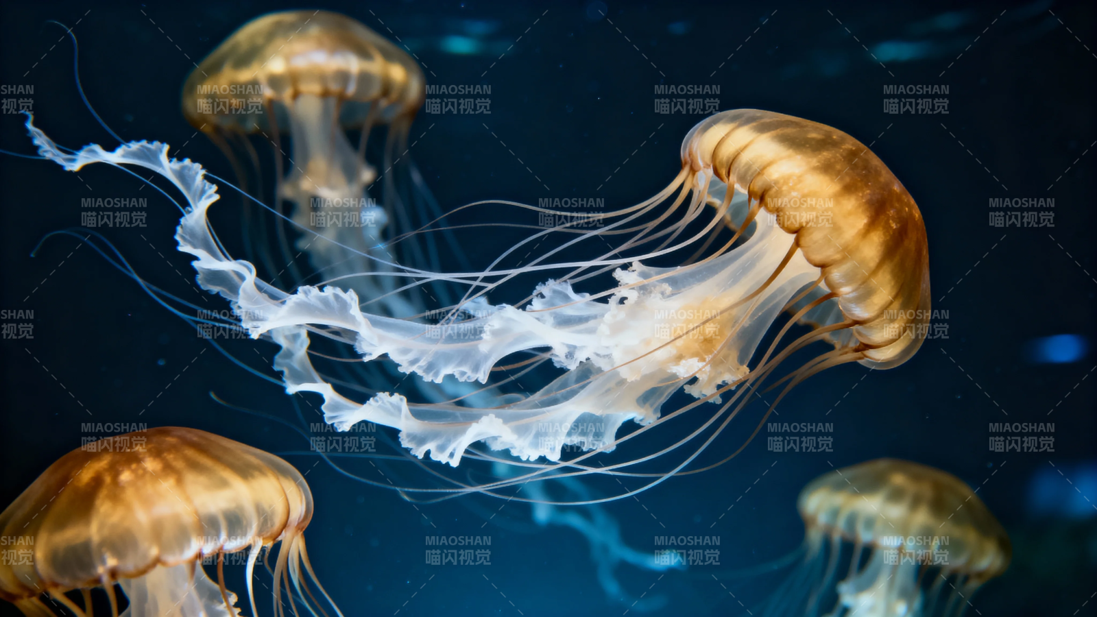 深海水母优雅游弋图片
