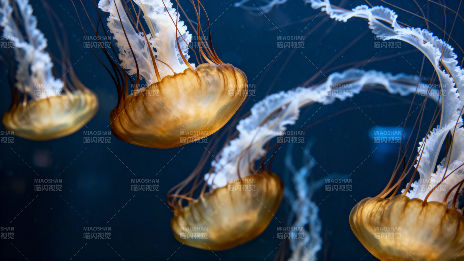 深海 jellyfish 梦幻之舞图片