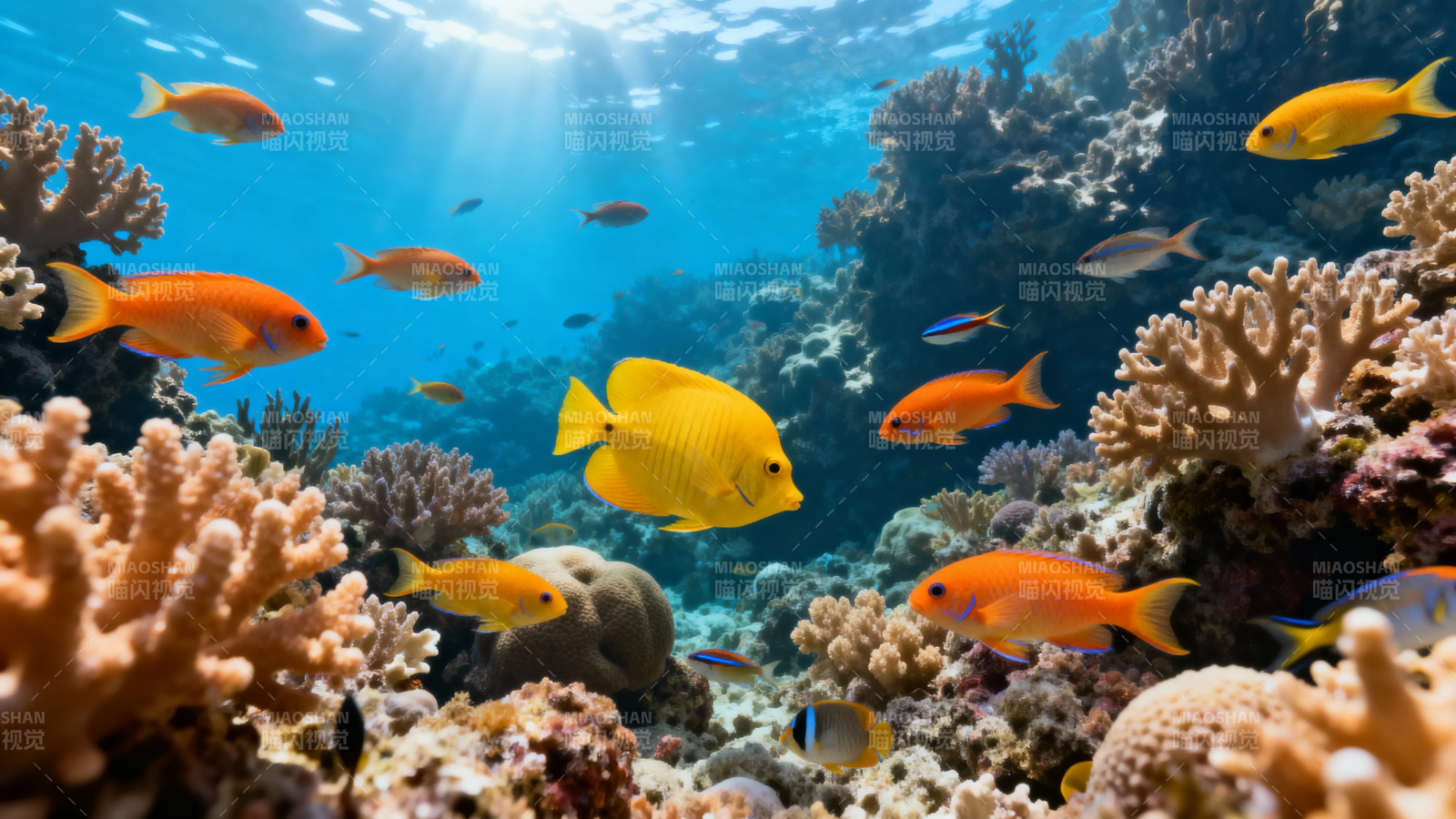 海底珊瑚鱼群游弋美景图片