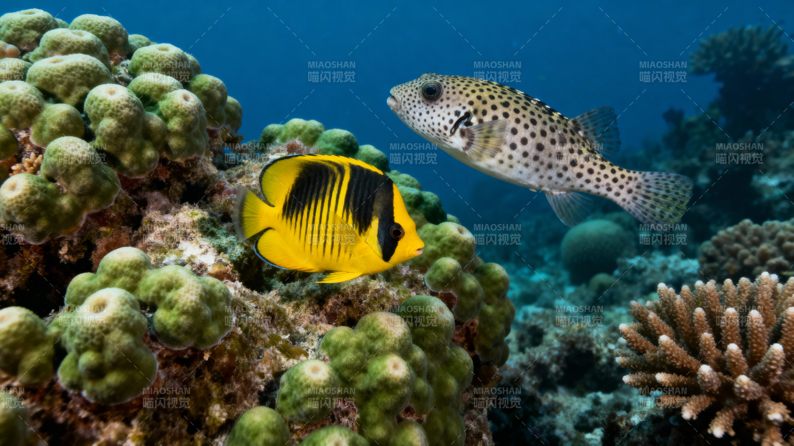 珊瑚礁上的热带鱼共舞图片