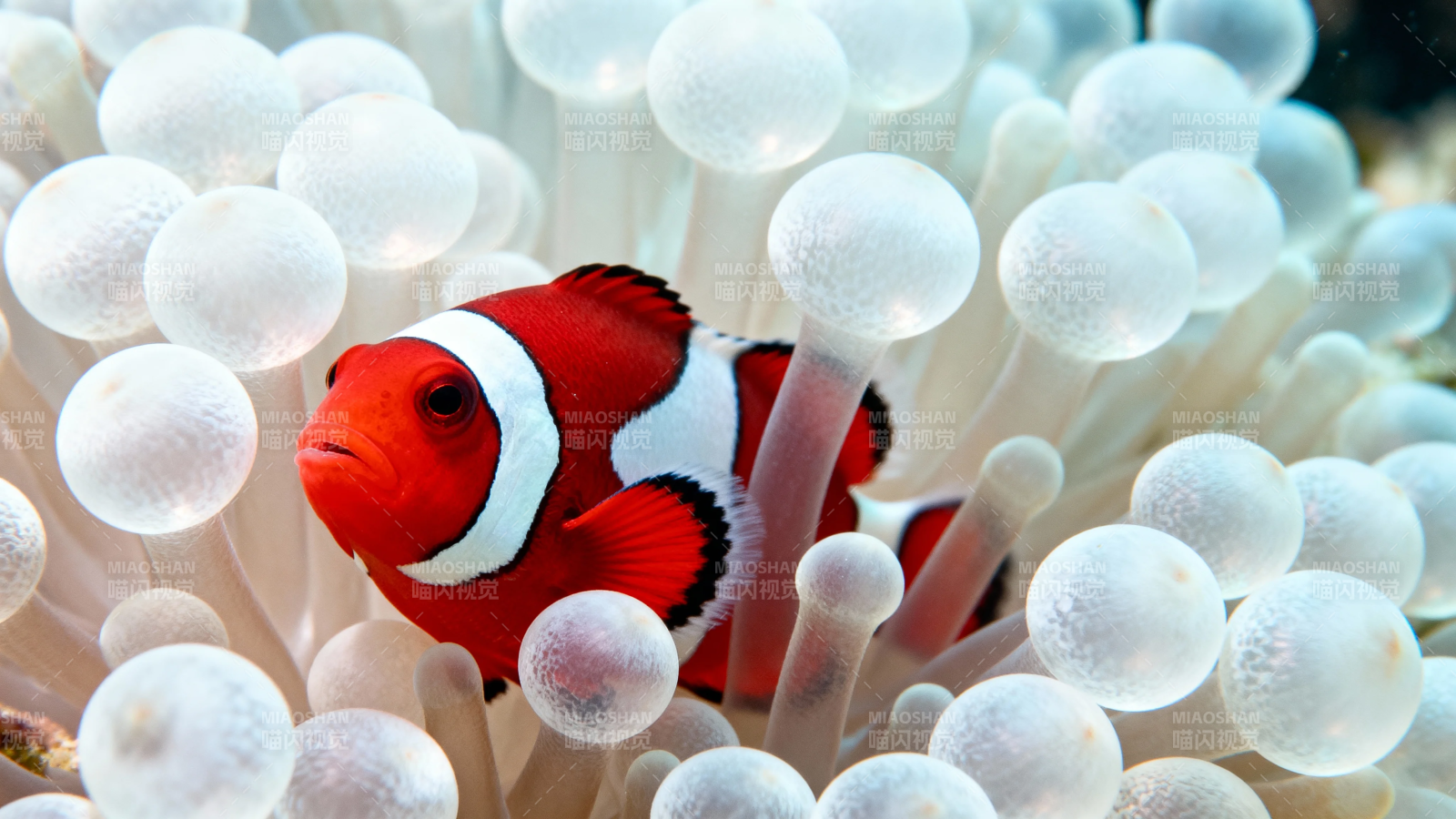 小丑鱼藏身海葵中图片