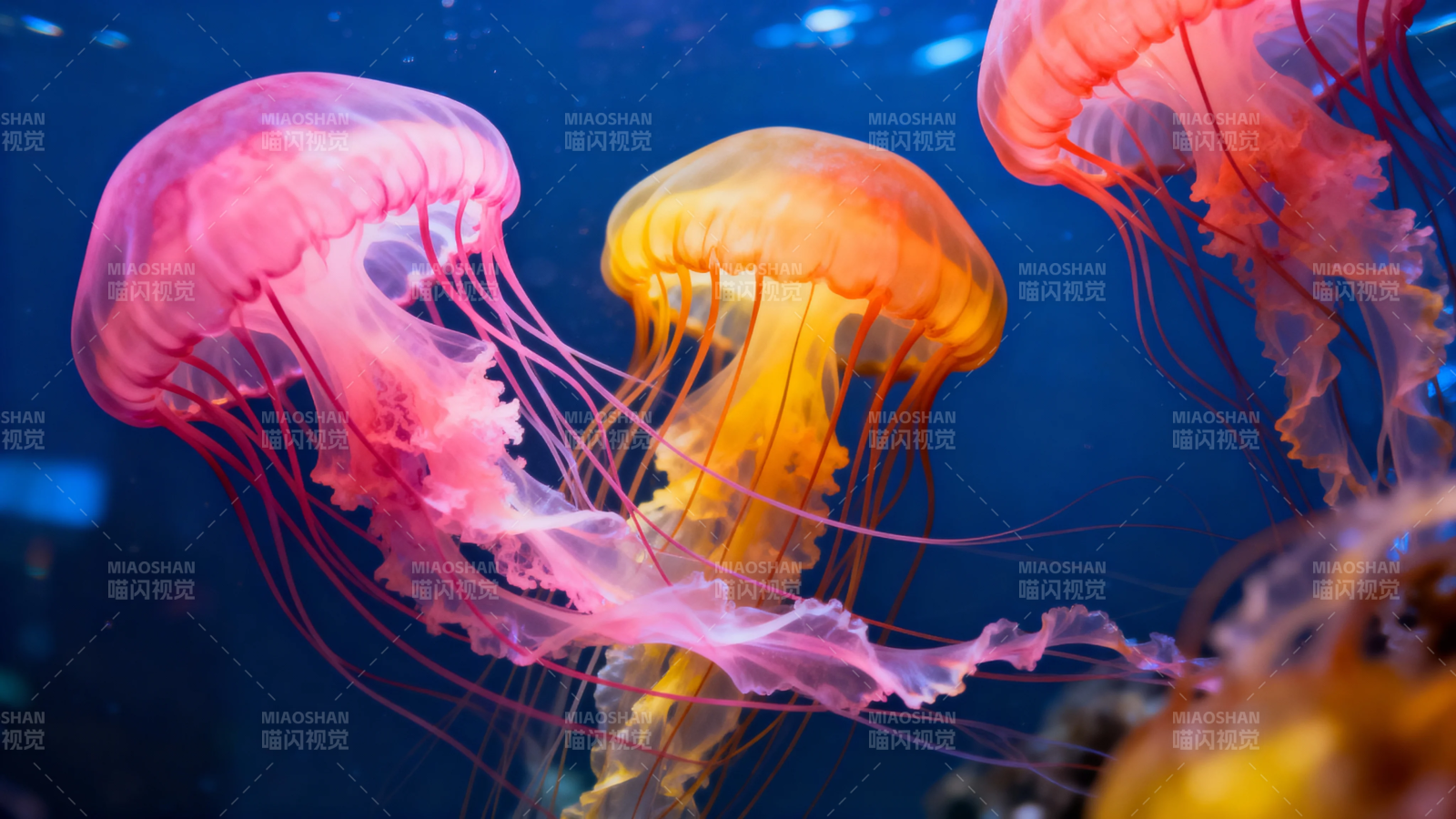 深海彩水母舞图片