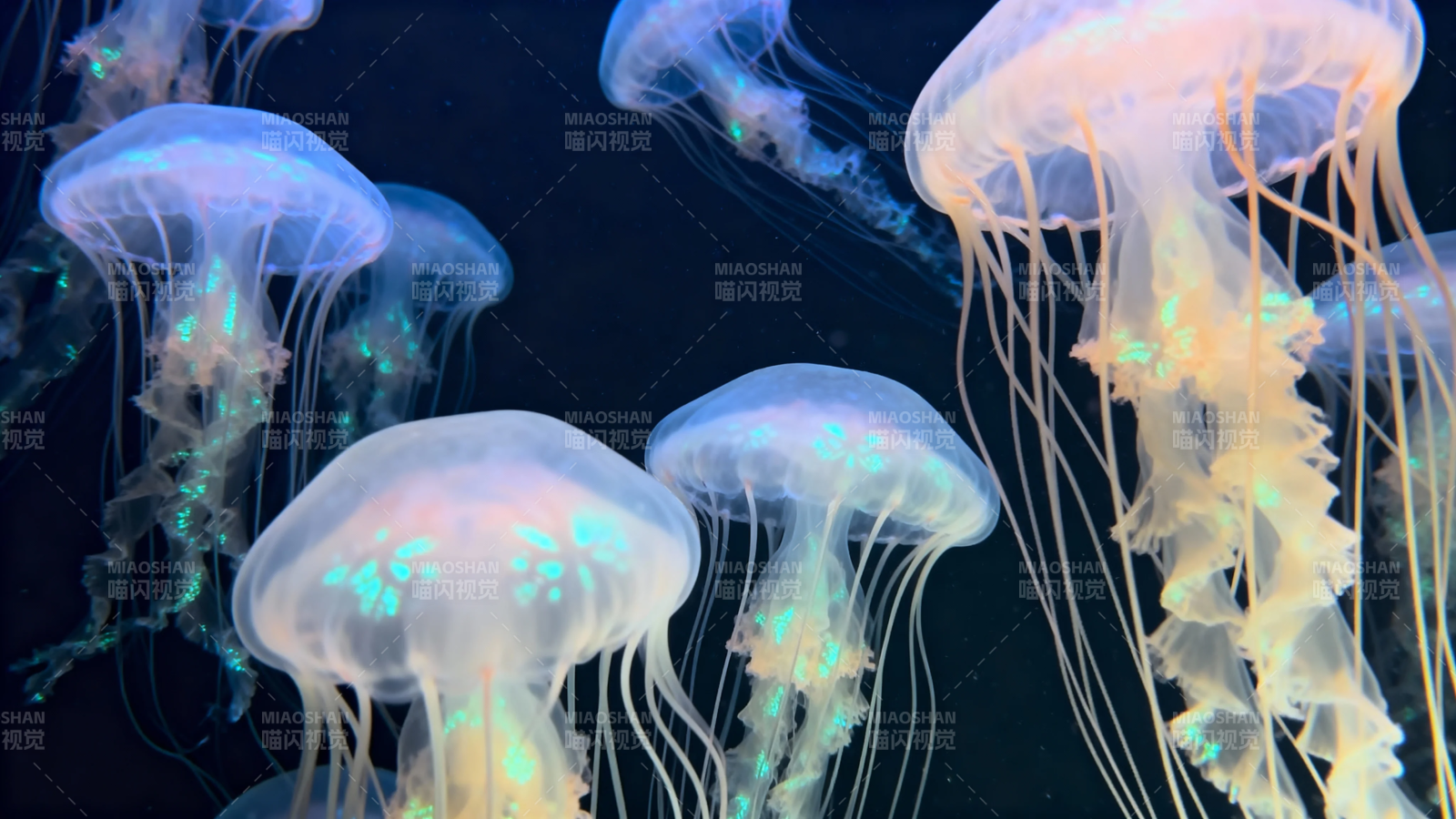 梦幻水母 幽蓝光影舞深海图片