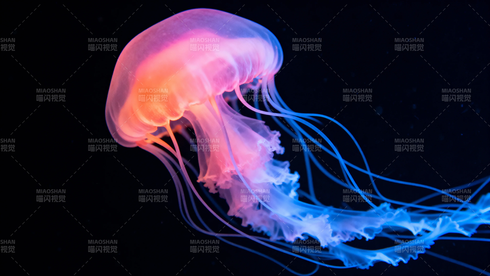 霓虹水母 梦幻深海舞者图片