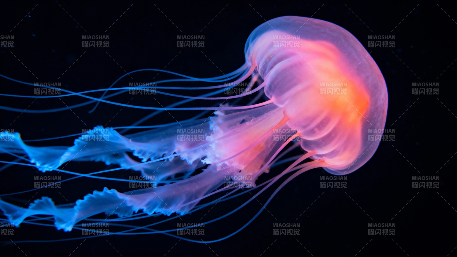 霓虹水母 深海梦幻舞者图片