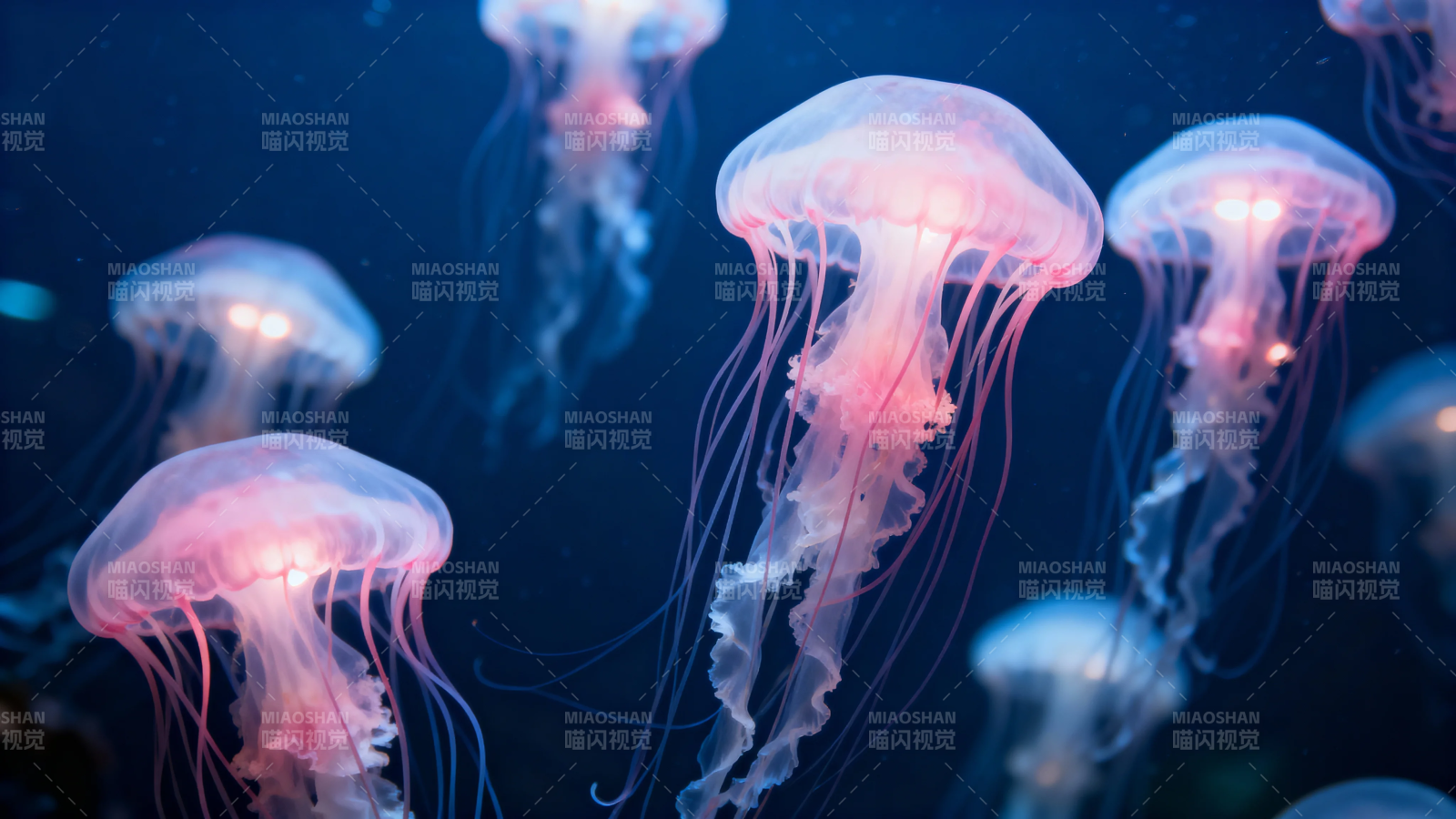 深海粉光水母舞图片