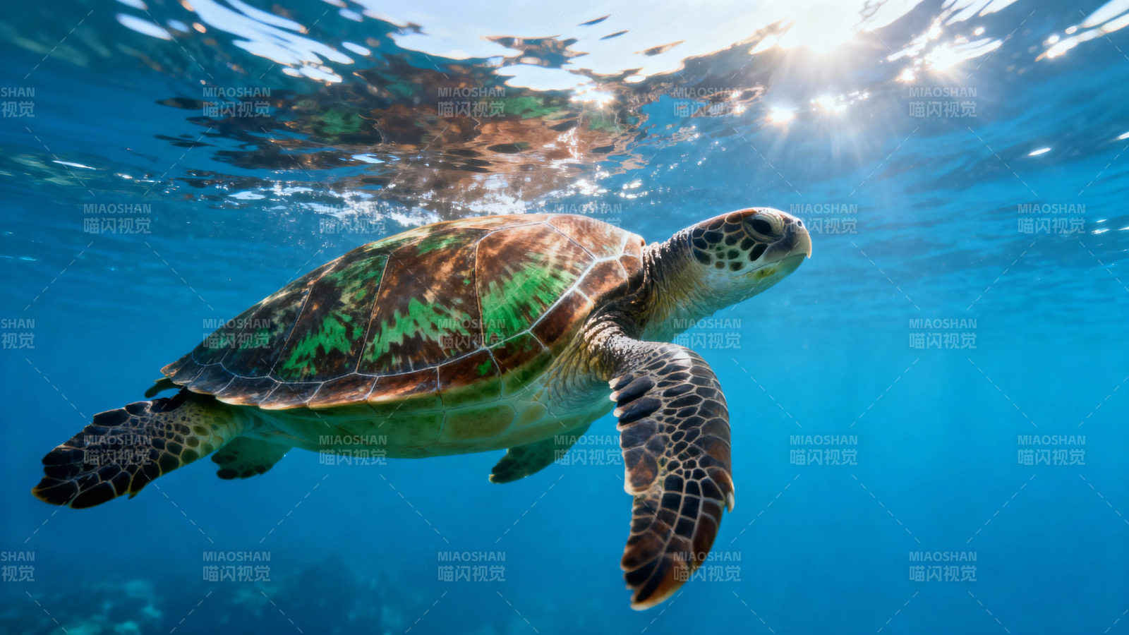 海龟悠游碧蓝海图片