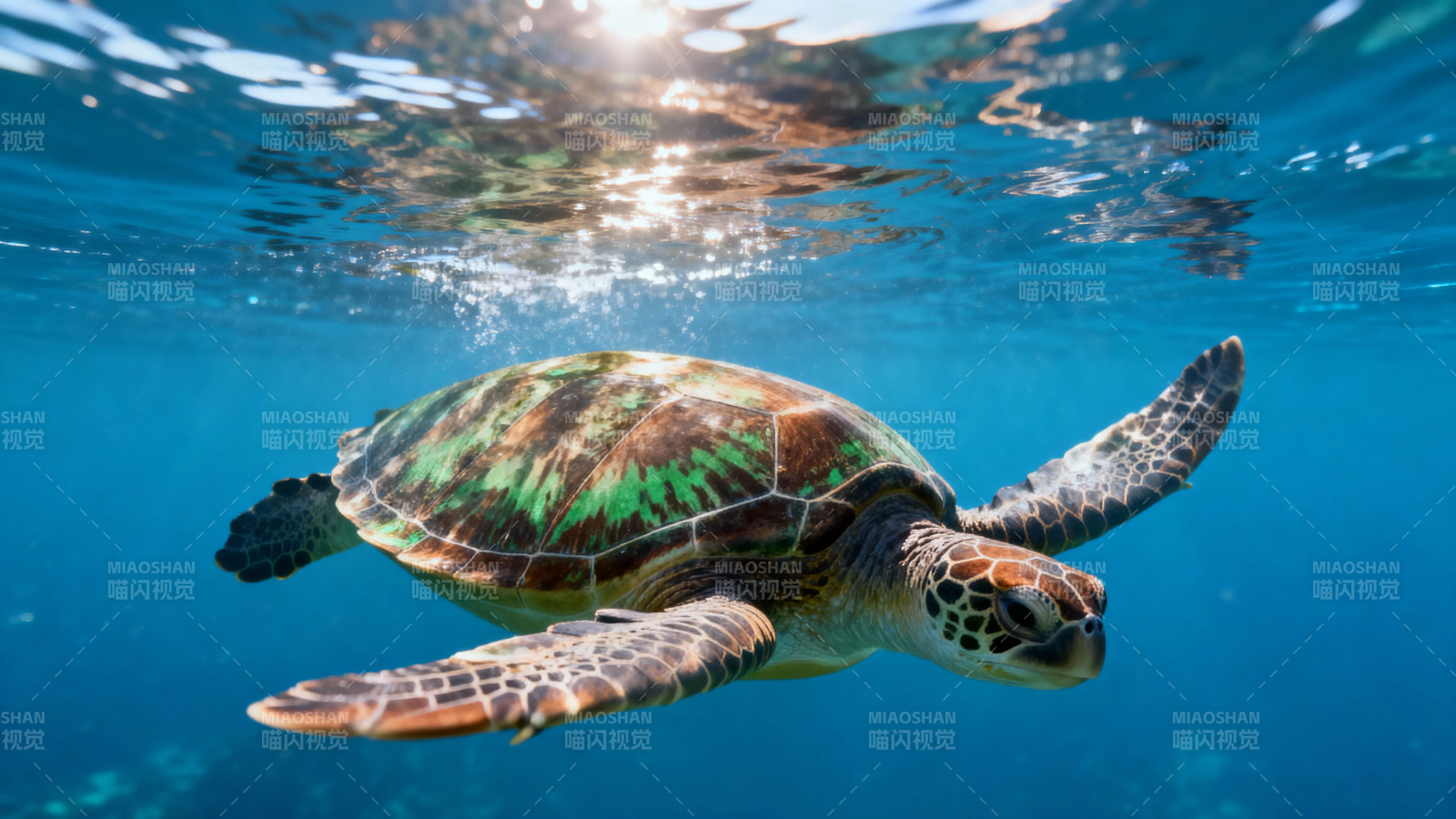 海龟悠游碧蓝深海图片