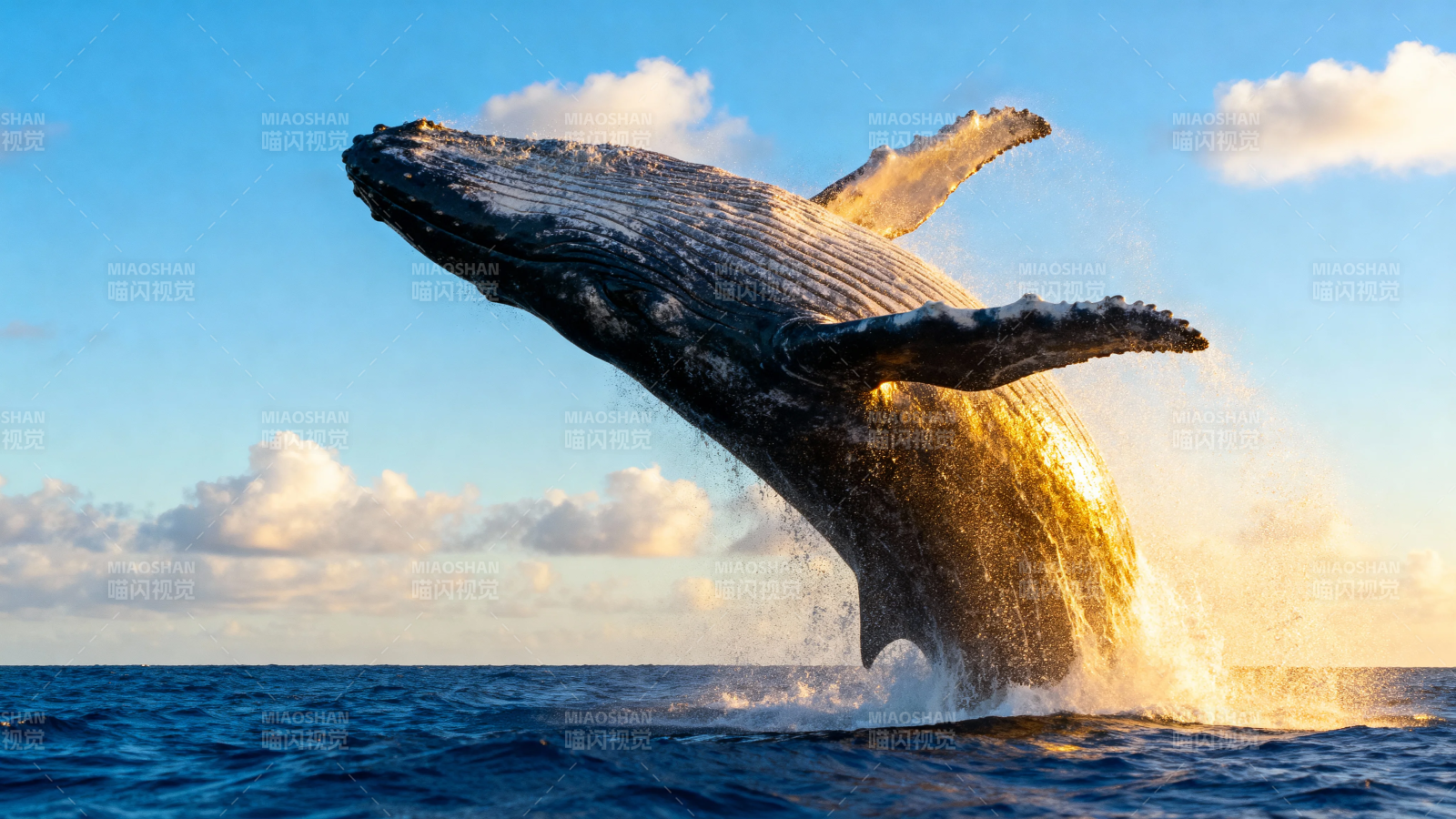 鲸跃海天 壮美瞬间图片
