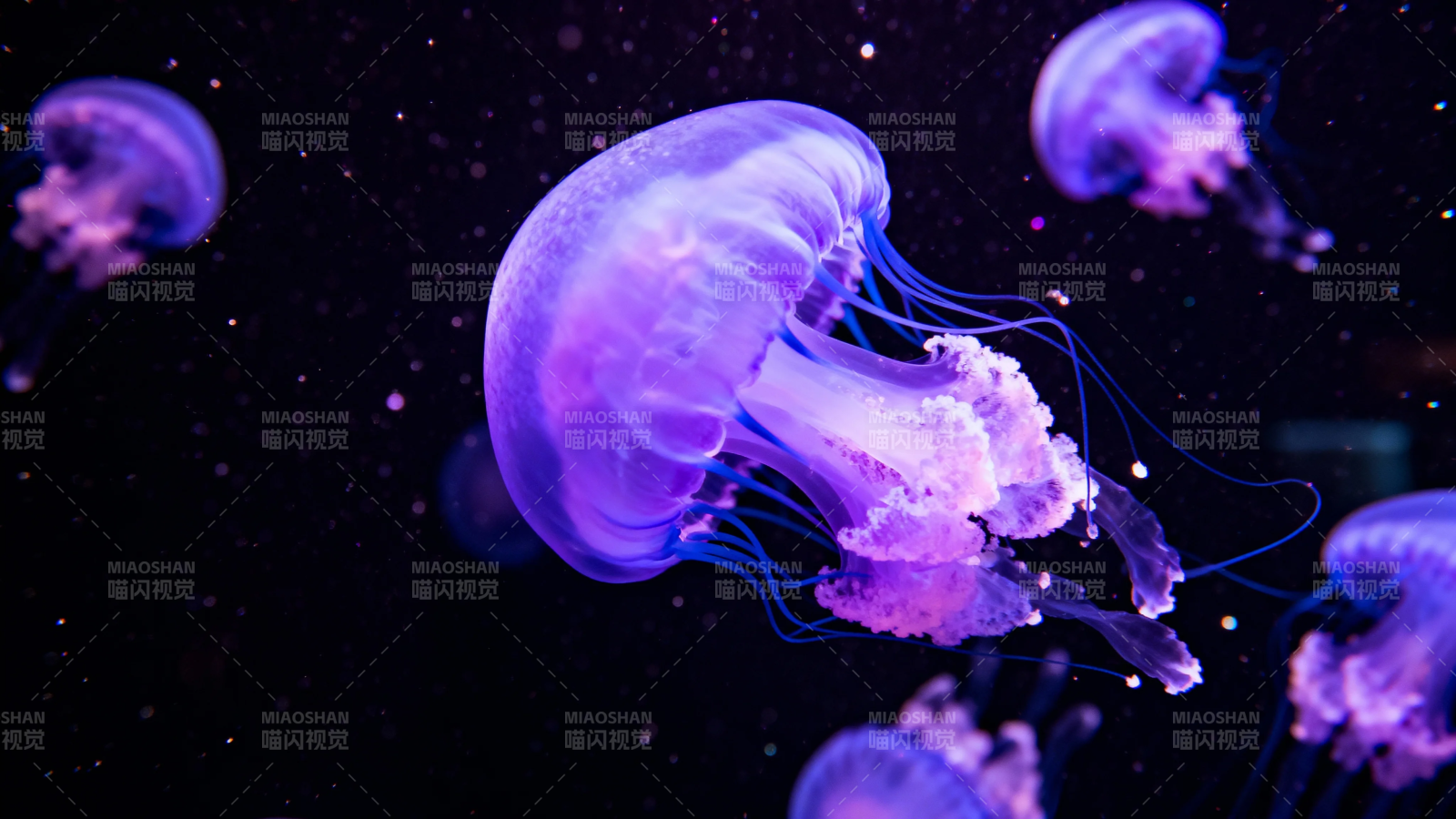 梦幻水母 紫蓝光影舞深海图片