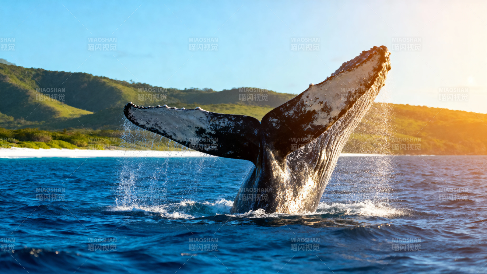 鲸尾跃海 山海共舞图片
