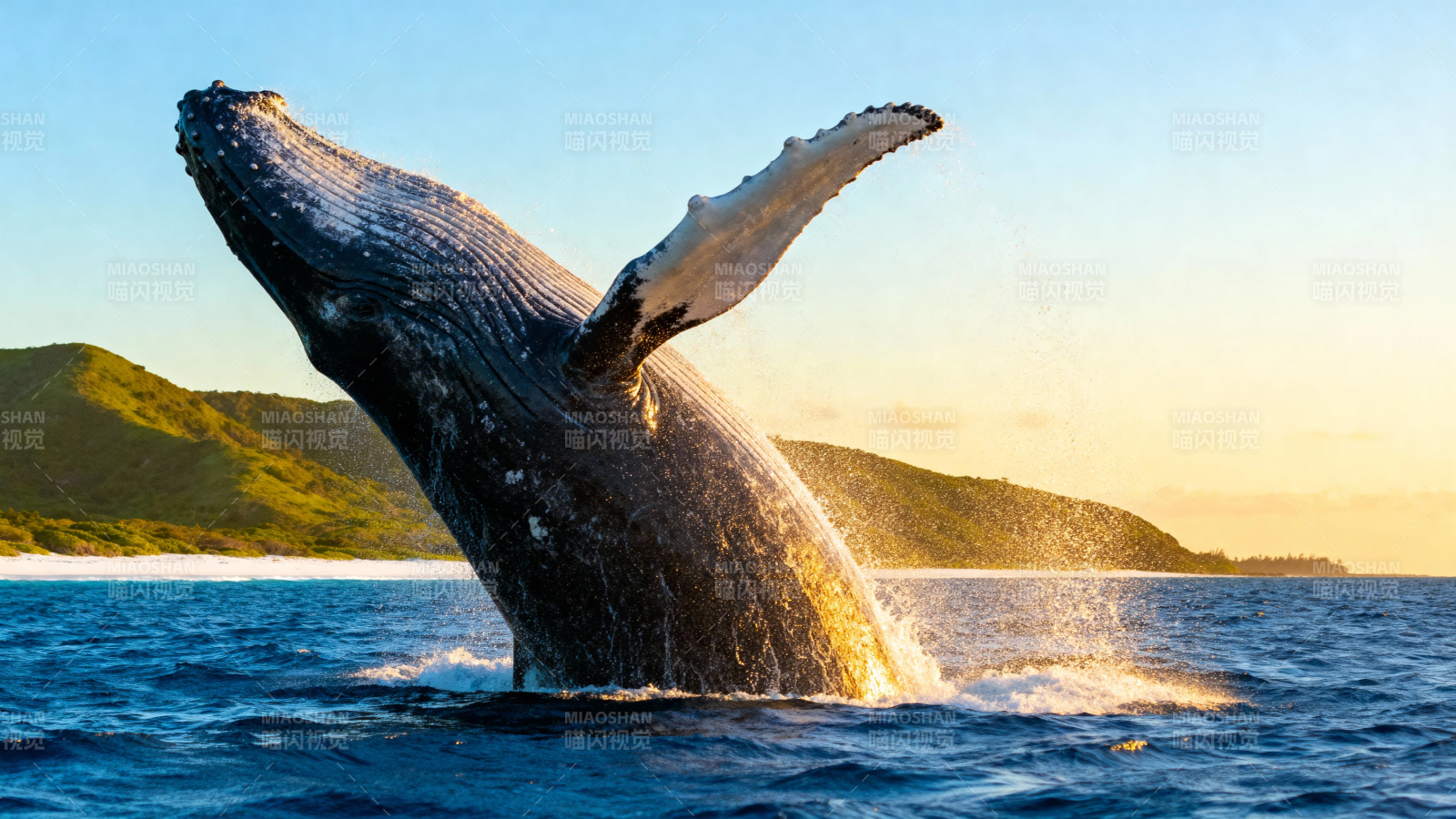 鲸跃夕阳 山海共舞图片