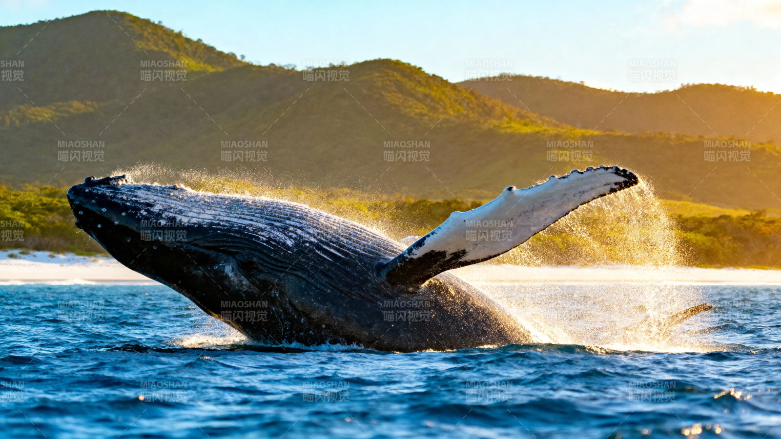鲸跃山海 金光溅水花图片