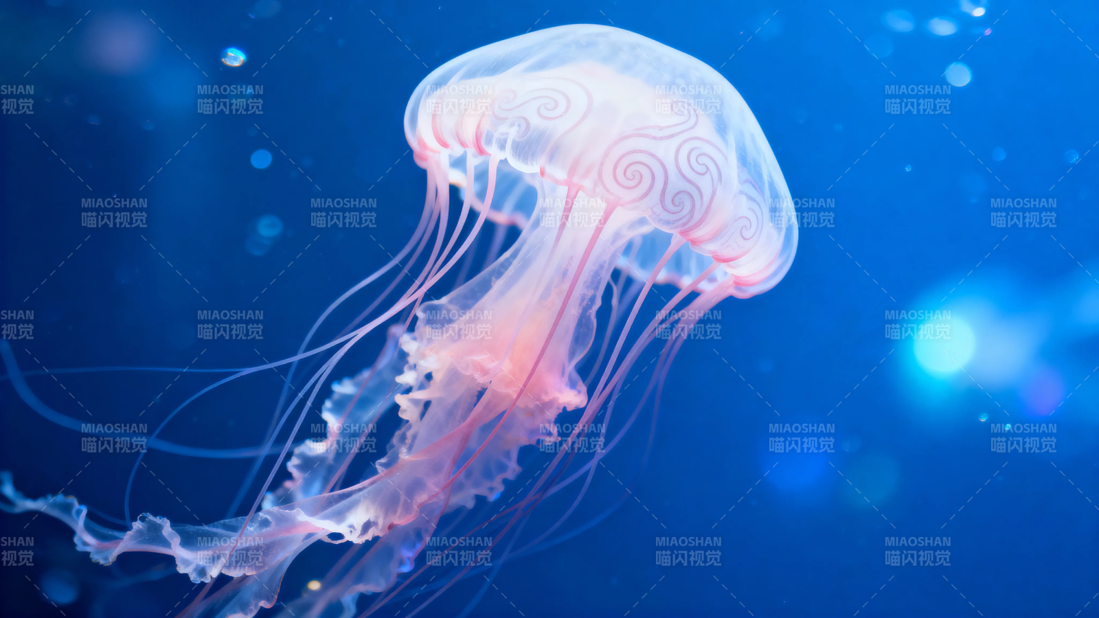 深海幽光 水母舞图片