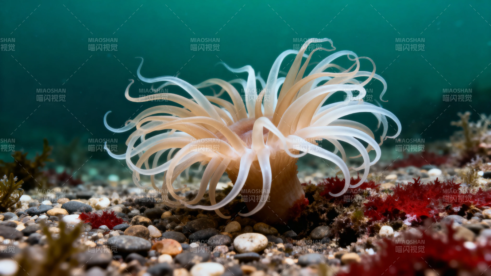 海底海葵绽放如花图片