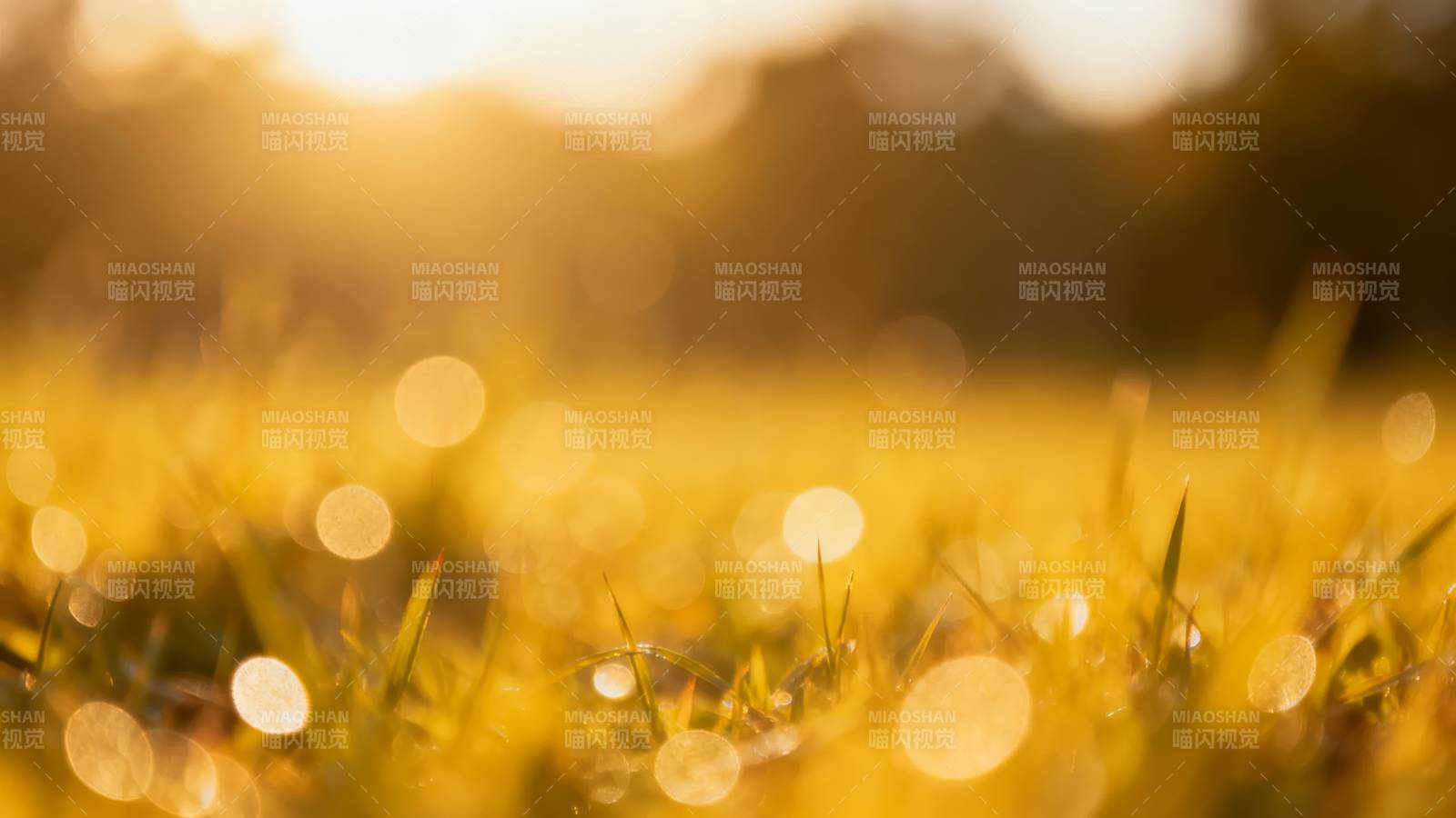 夕阳草甸 光斑如梦图片