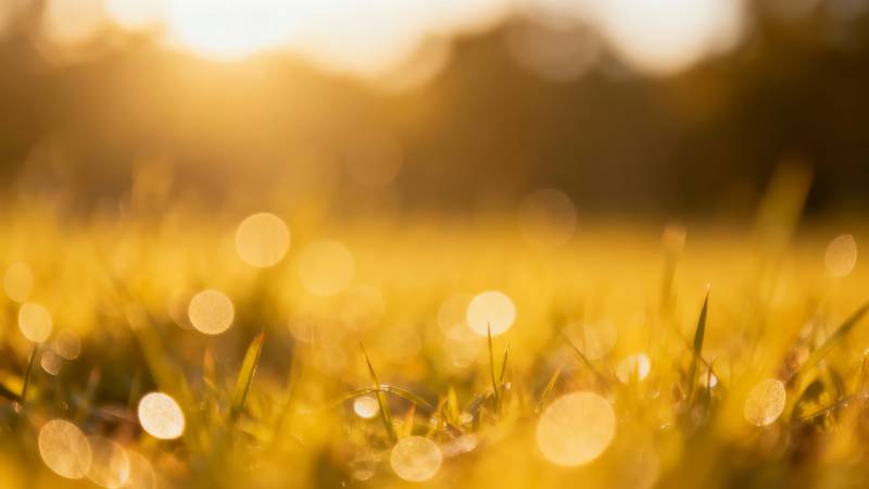 夕阳草甸 光斑如梦图片