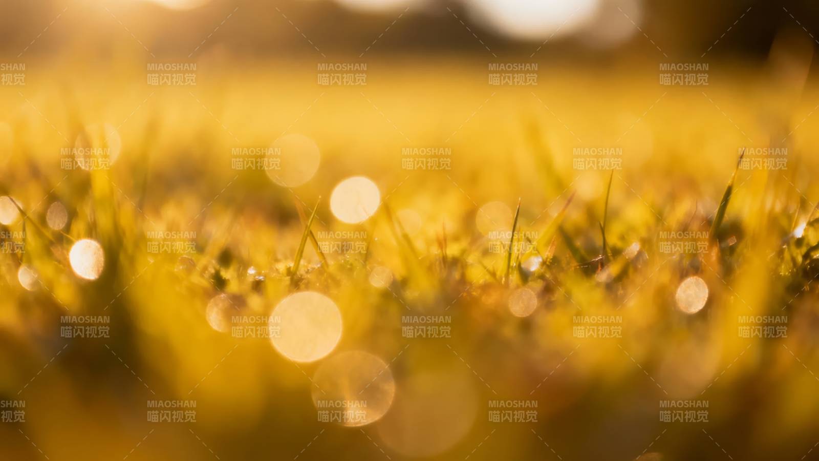 晨光草露 金辉朦胧美图片