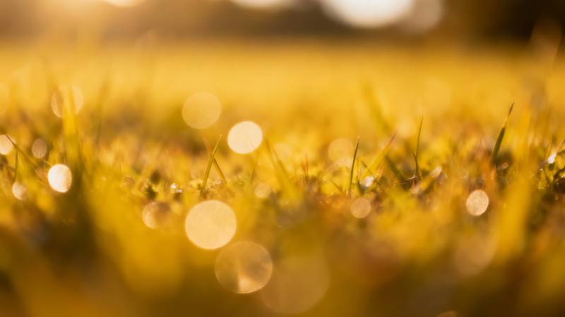 晨光草露 金辉朦胧美图片
