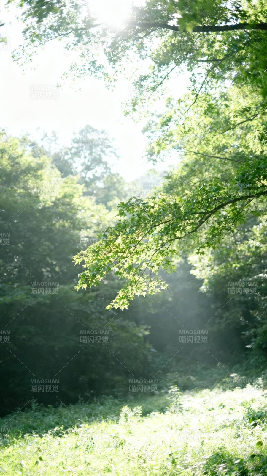 林间晨光 绿意盎然图片