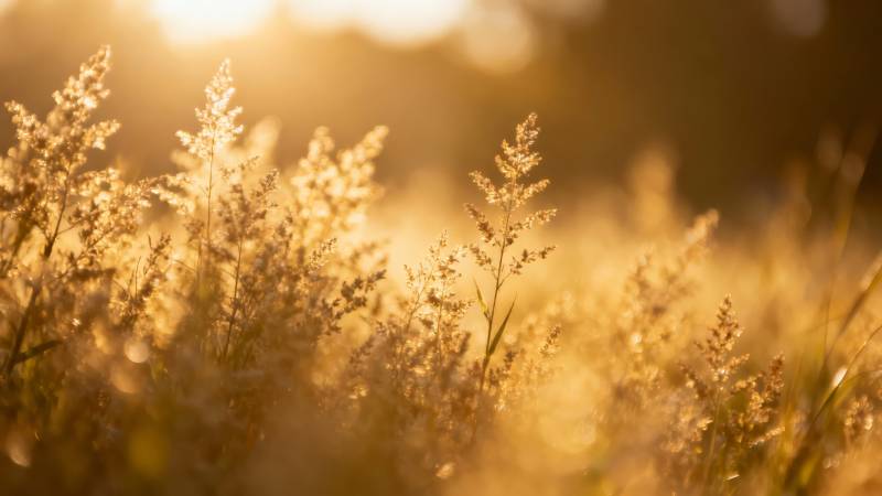 夕阳下的金色草穗图片