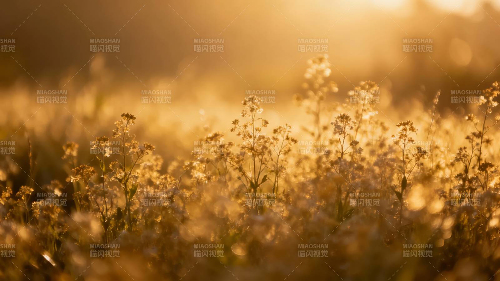 夕阳花田 金光如梦图片