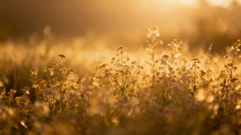 夕阳花田 金光如梦图片