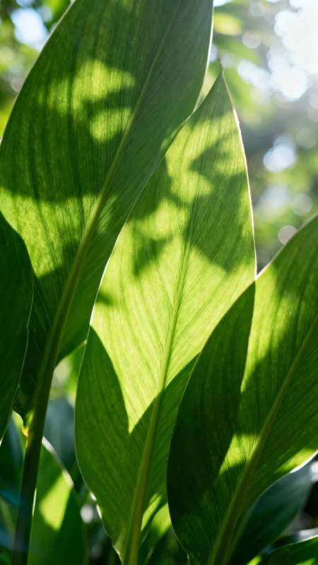 绿叶光影 自然呼吸图片