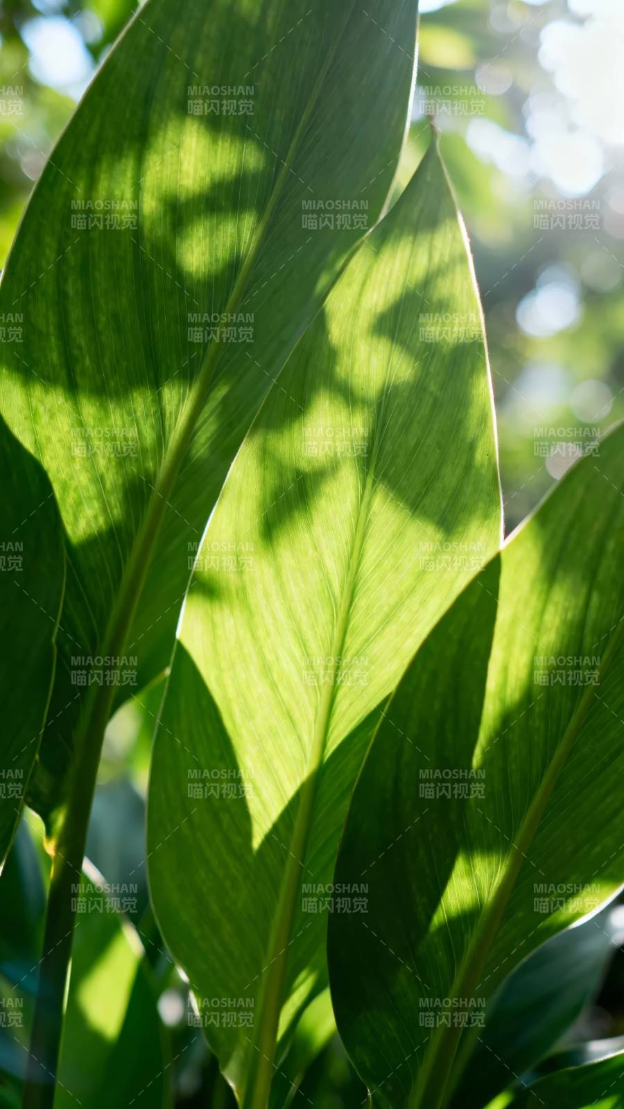 绿叶光影 自然呼吸图片