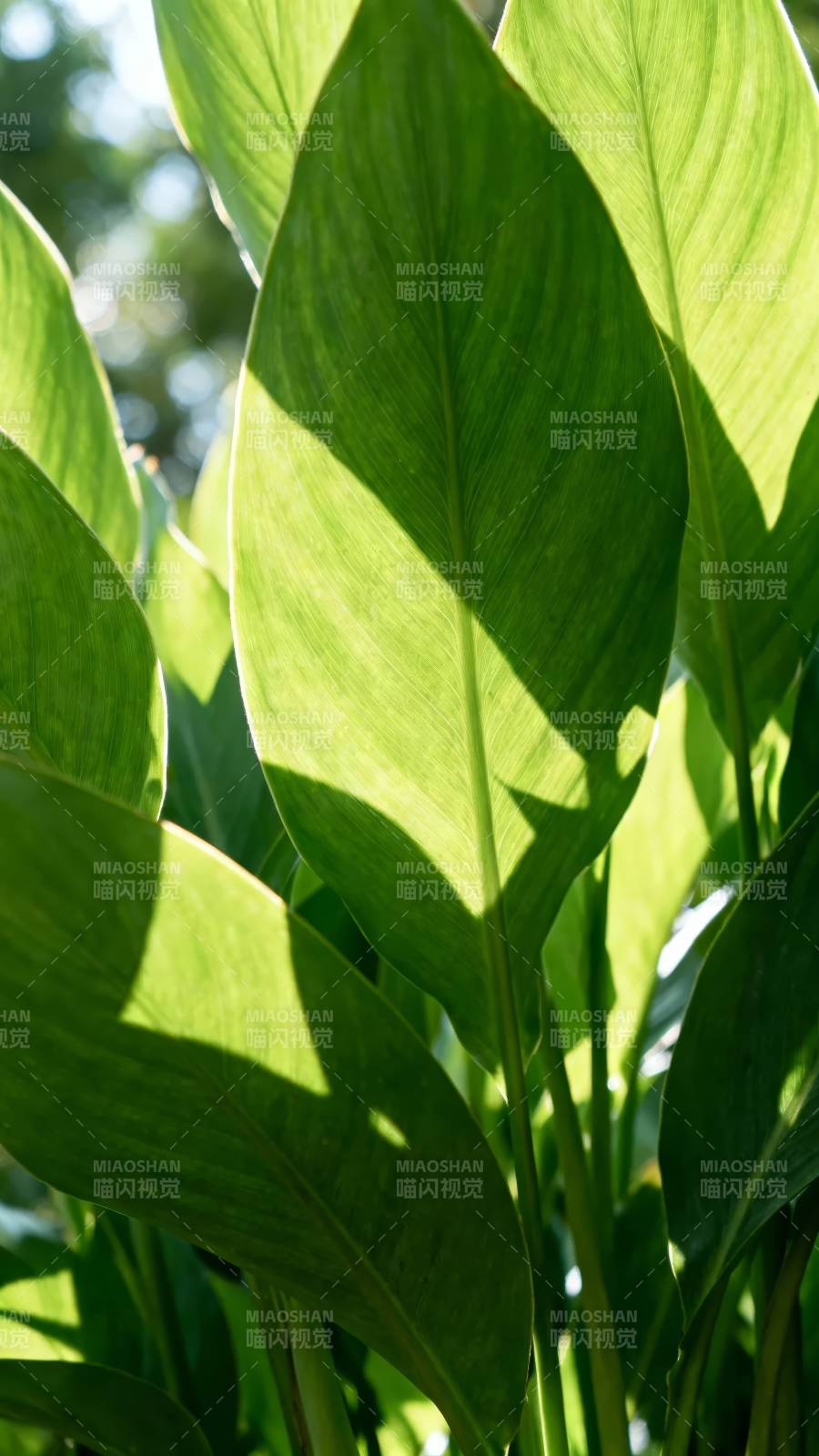 绿叶光影 生机盎然图片