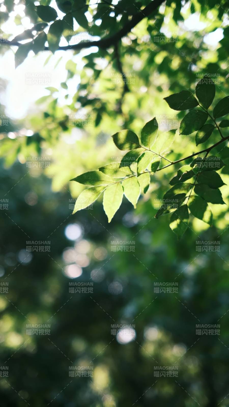 阳光穿透绿叶 静谧自然之美图片