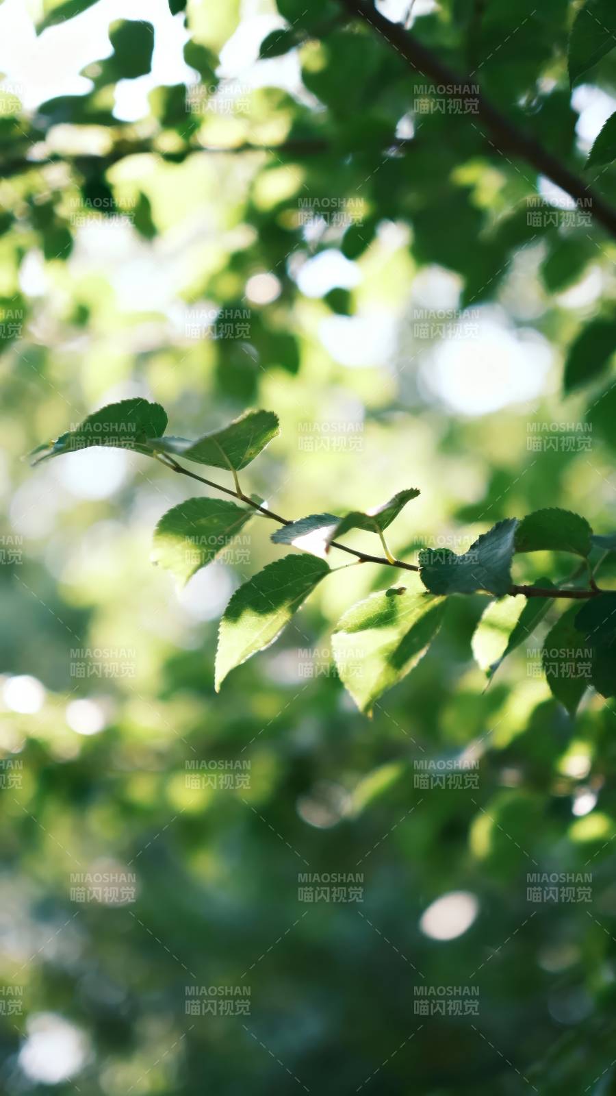 绿叶轻摇 阳光斑驳图片