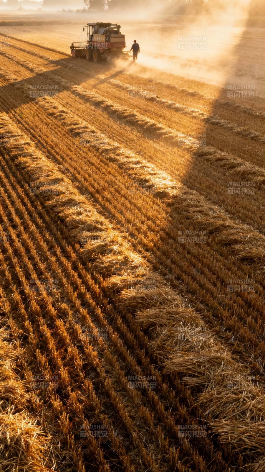 晨光收割 金浪翻滚图片
