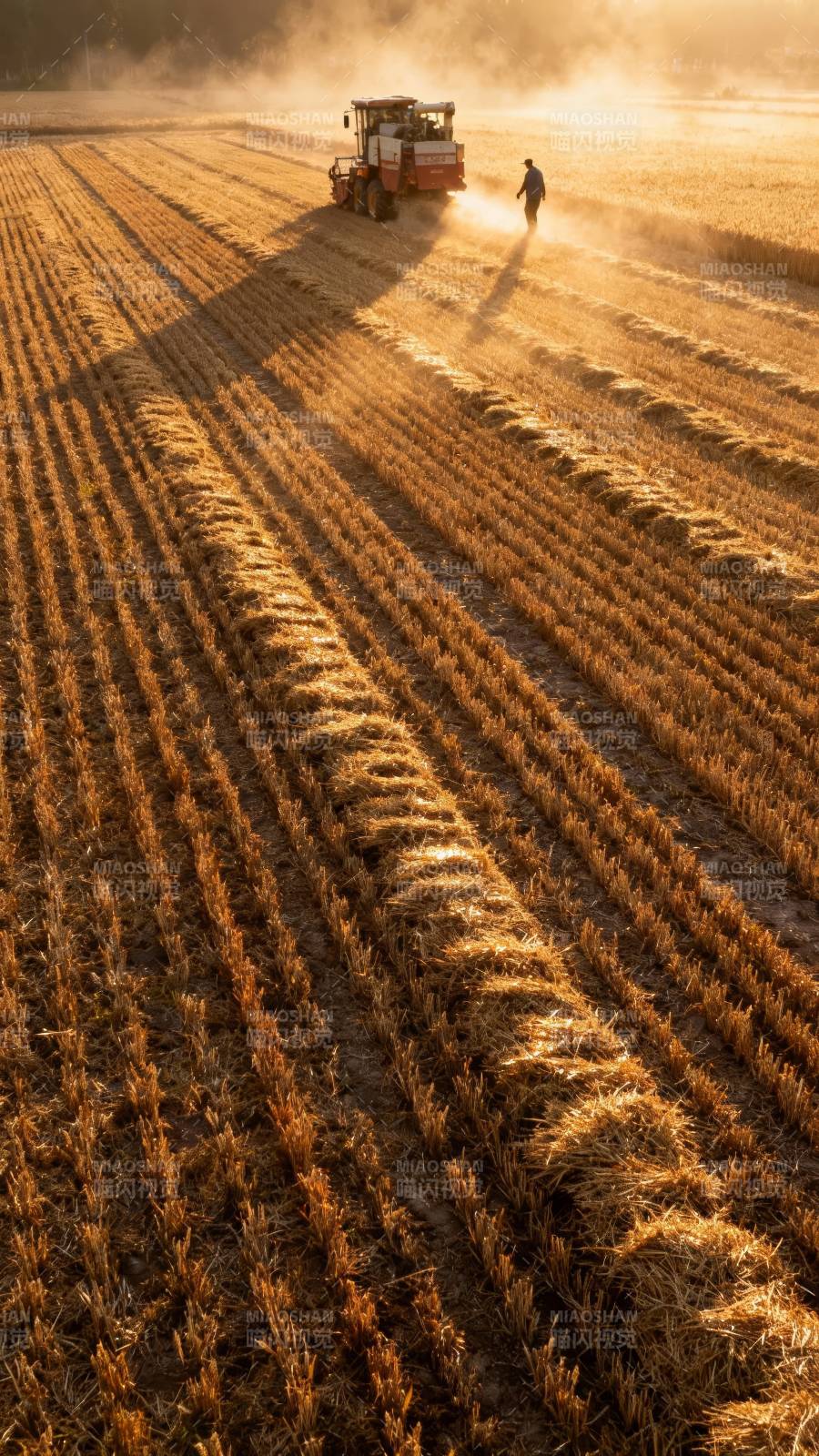 夕阳下收割机与农人劳作图片