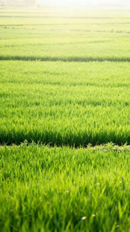 绿野千里 晨光如金图片