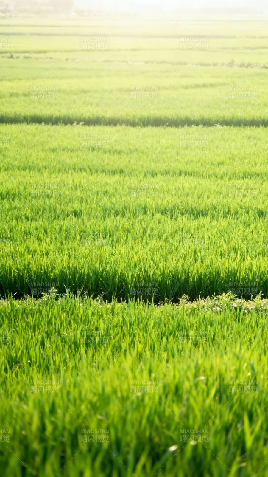 绿野千里 晨光如金图片