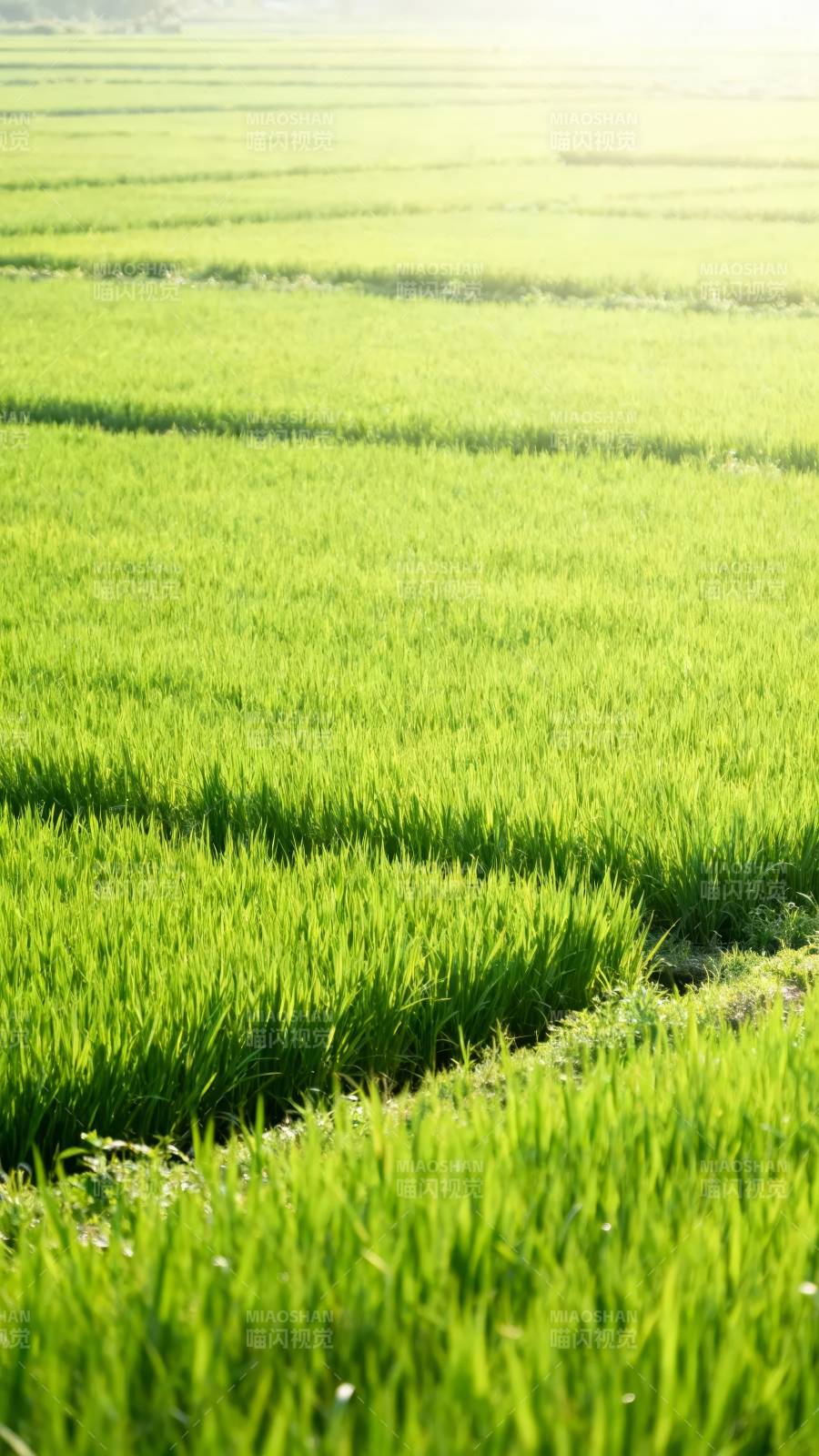 晨光稻田 绿意盎然图片
