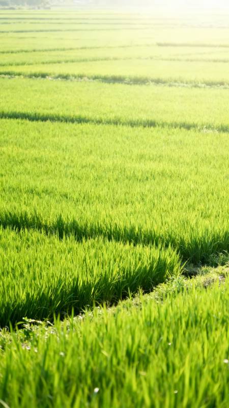 晨光稻田 绿意盎然图片