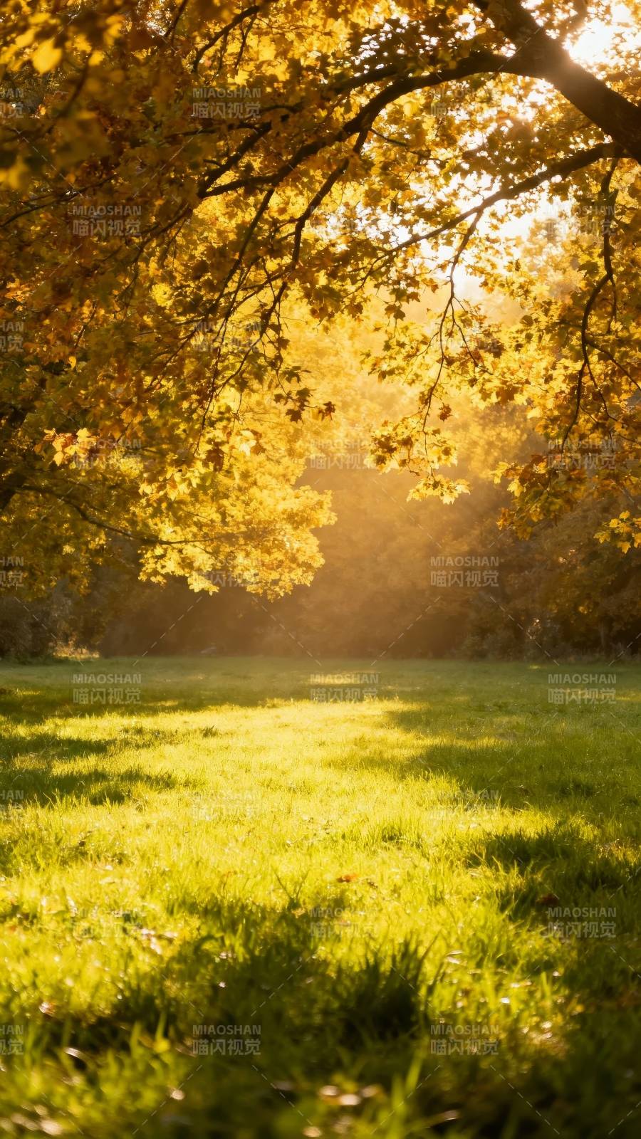 秋日暖阳 金叶映绿茵图片