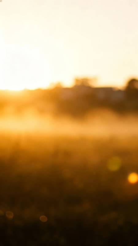 晨雾金辉 朦胧如画图片