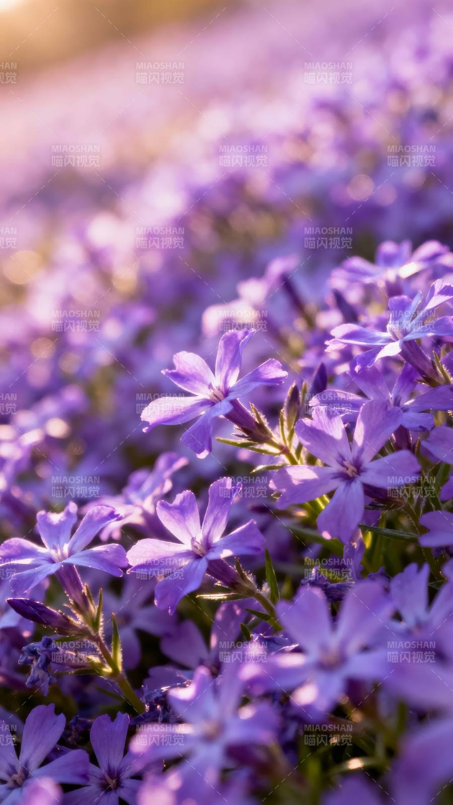 紫花如海 温柔绽放图片