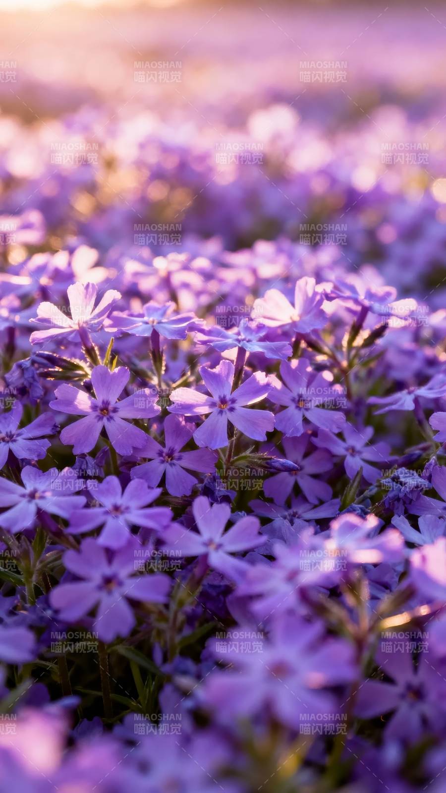 紫花如海 温柔漫溢图片