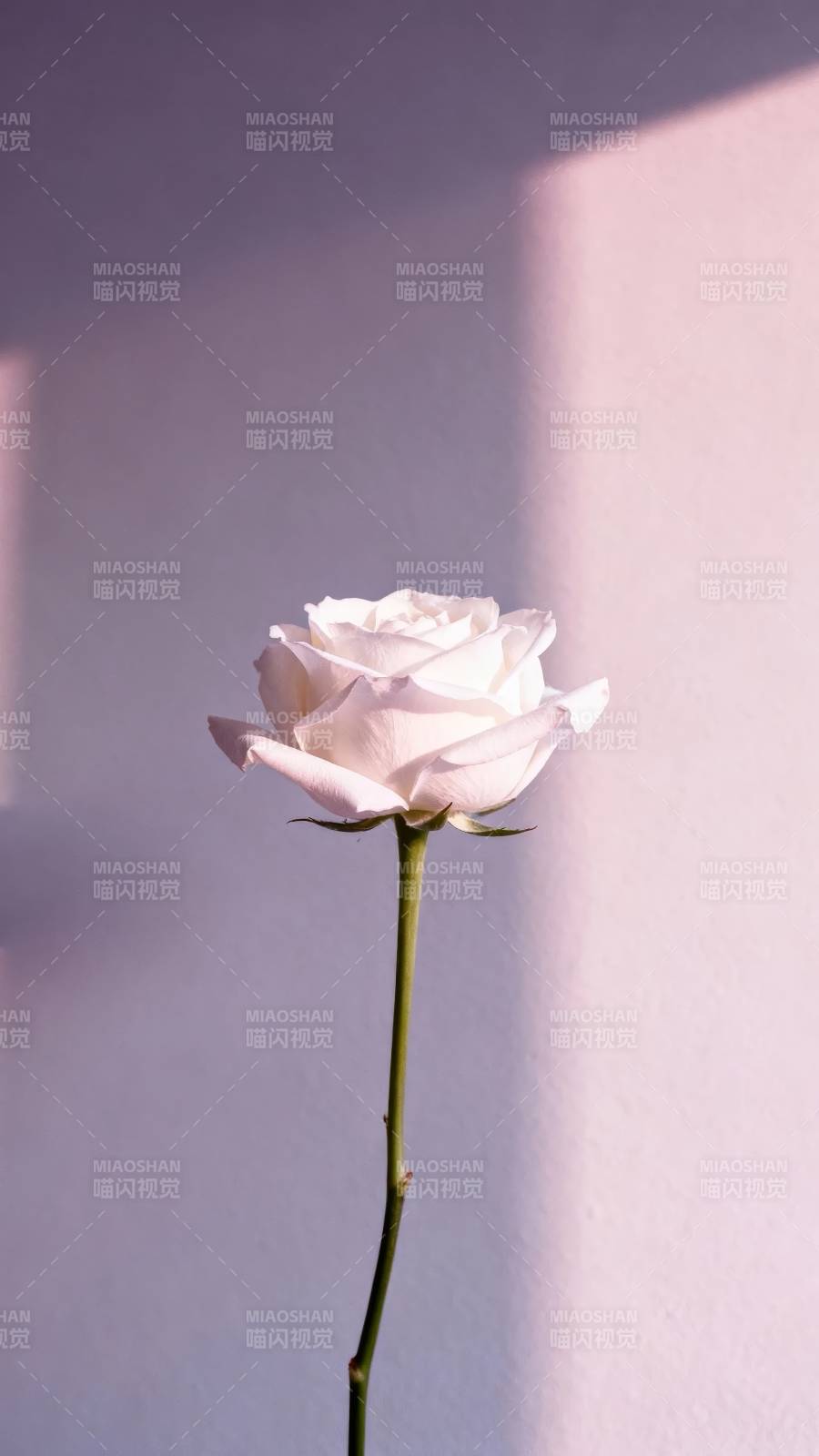 白玫瑰 光影温柔图片