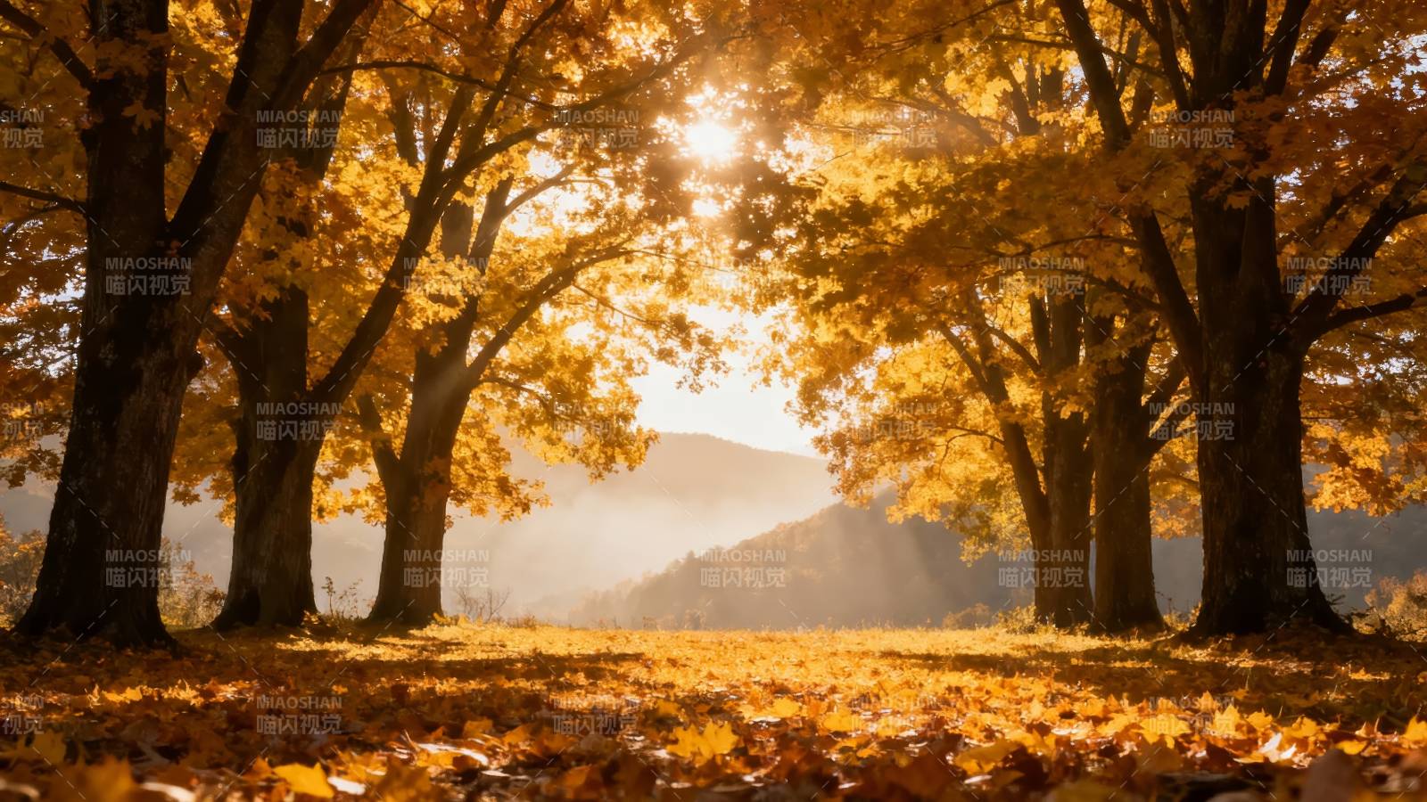 秋日林间 金光洒落满地黄叶图片