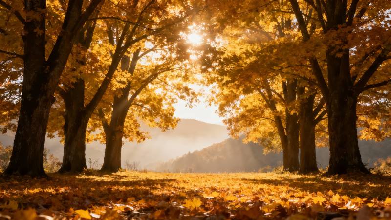 秋日林间 金光洒落满地黄叶图片