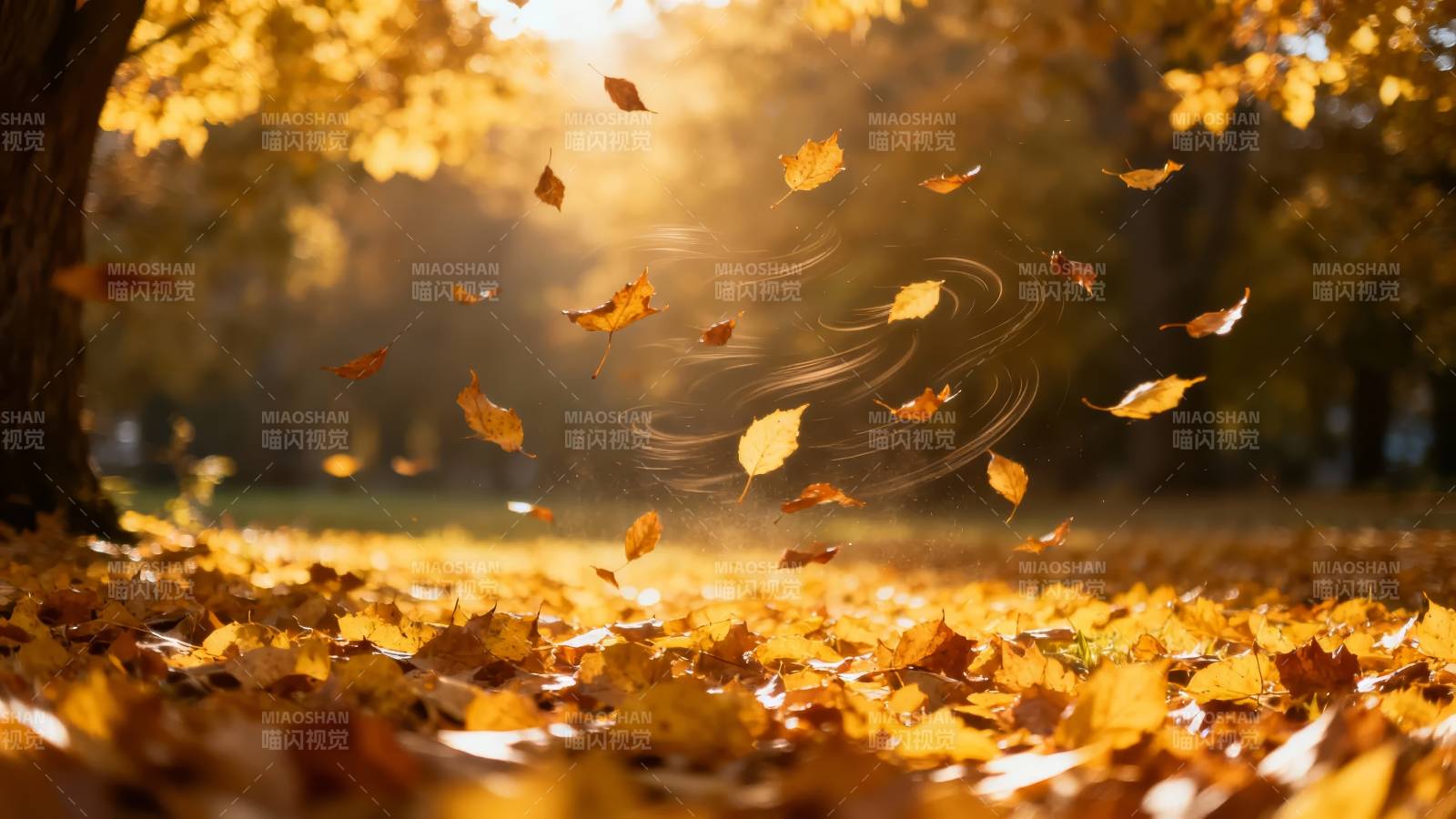 秋叶飞舞 金辉满地图片