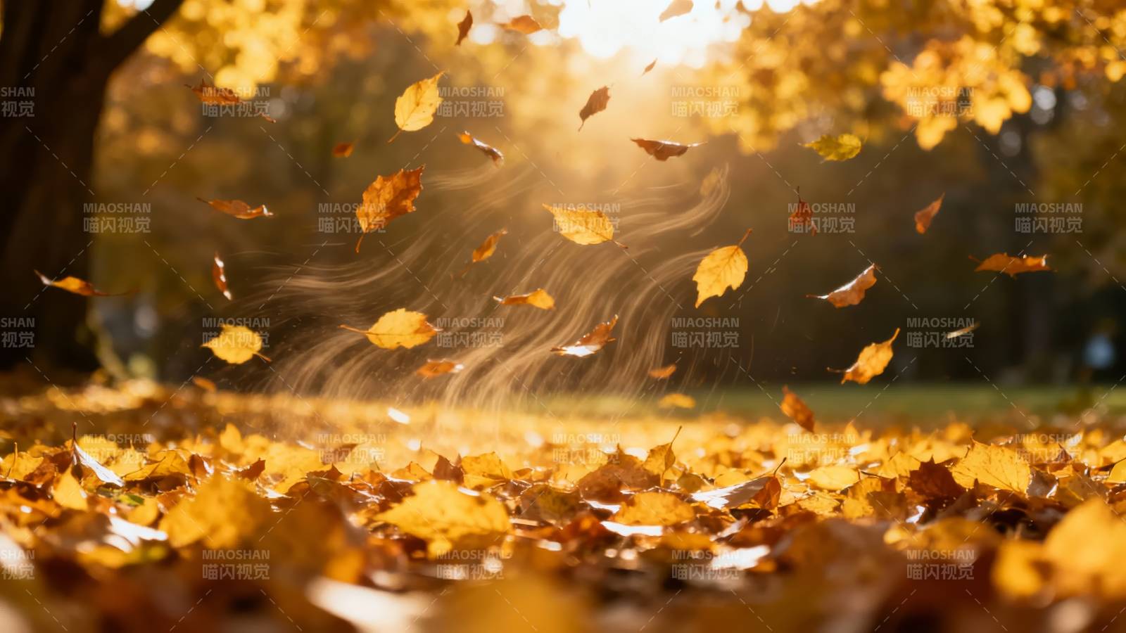 秋叶飞舞 暖阳如金图片