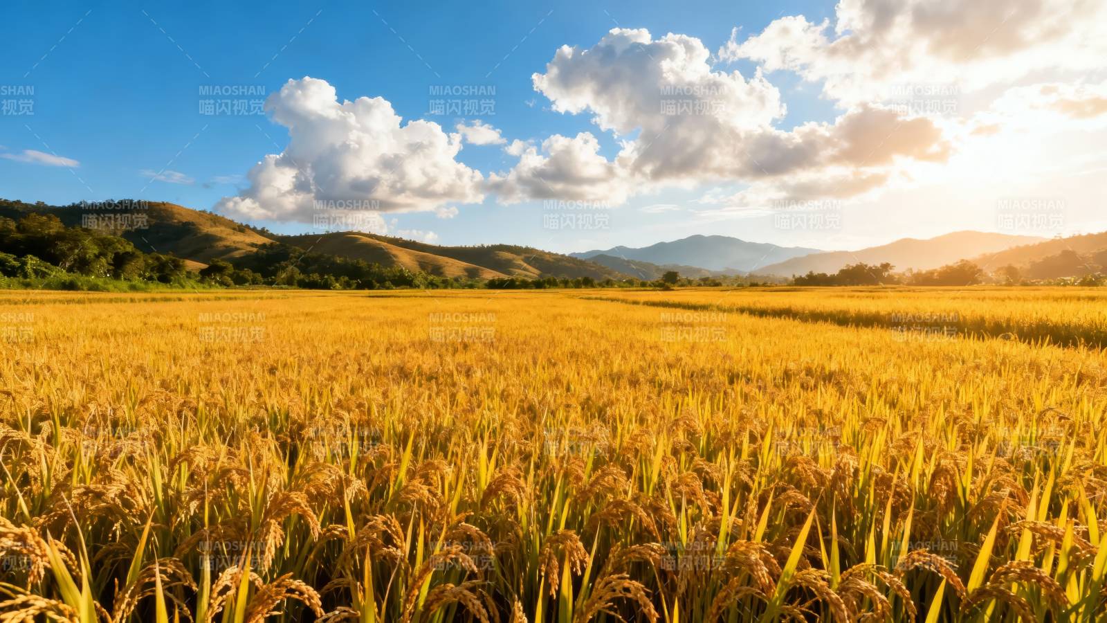 金黄稻浪映蓝天图片