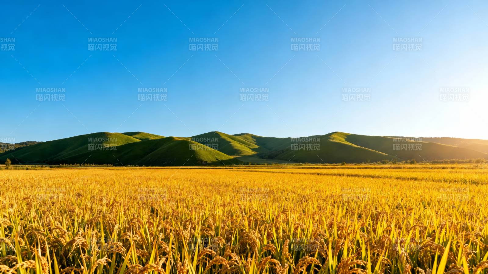 金黄稻田映青山蓝天图片